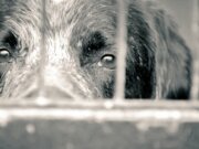 Impunidad hasta en crueldad animal