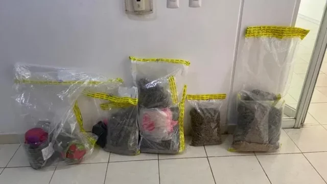 Aseguran-gansitos-alterados-con-marihuana