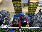 Suspende EU importaciones de aguacate mexicano por ataque a inspectores