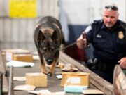 NYT: En México, los cárteles prueban el fentanilo en personas vulnerables y animales