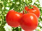 Ahora el tomate, EU aplicará aranceles del 21% en julio