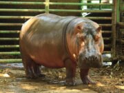 Muere «Rufino», hipopótamo macho del YUMKA’
